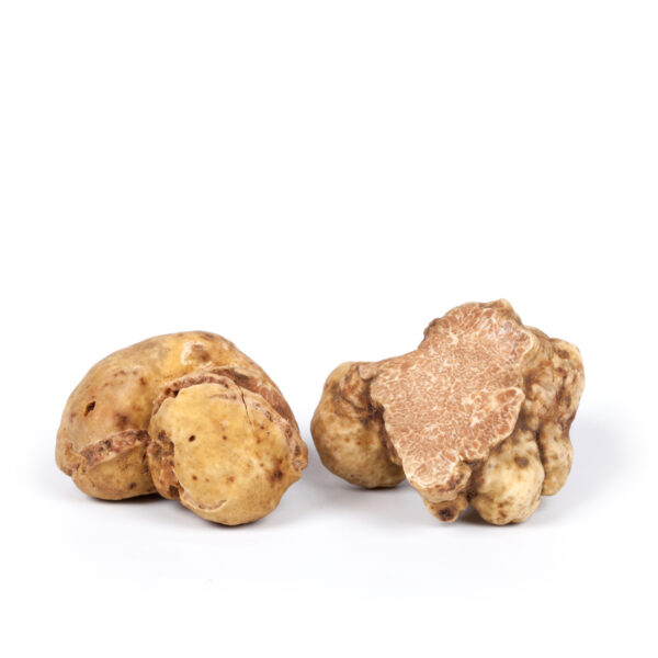 White Truffle - Tuber Magnatum Pico