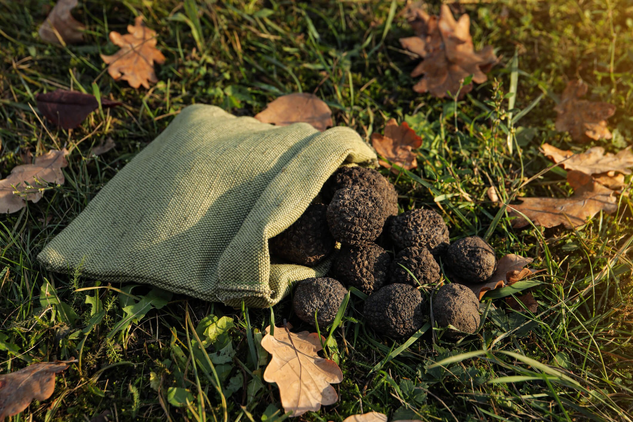 Trüffelplantage aus einem Sack auf Waldboden in Istrien